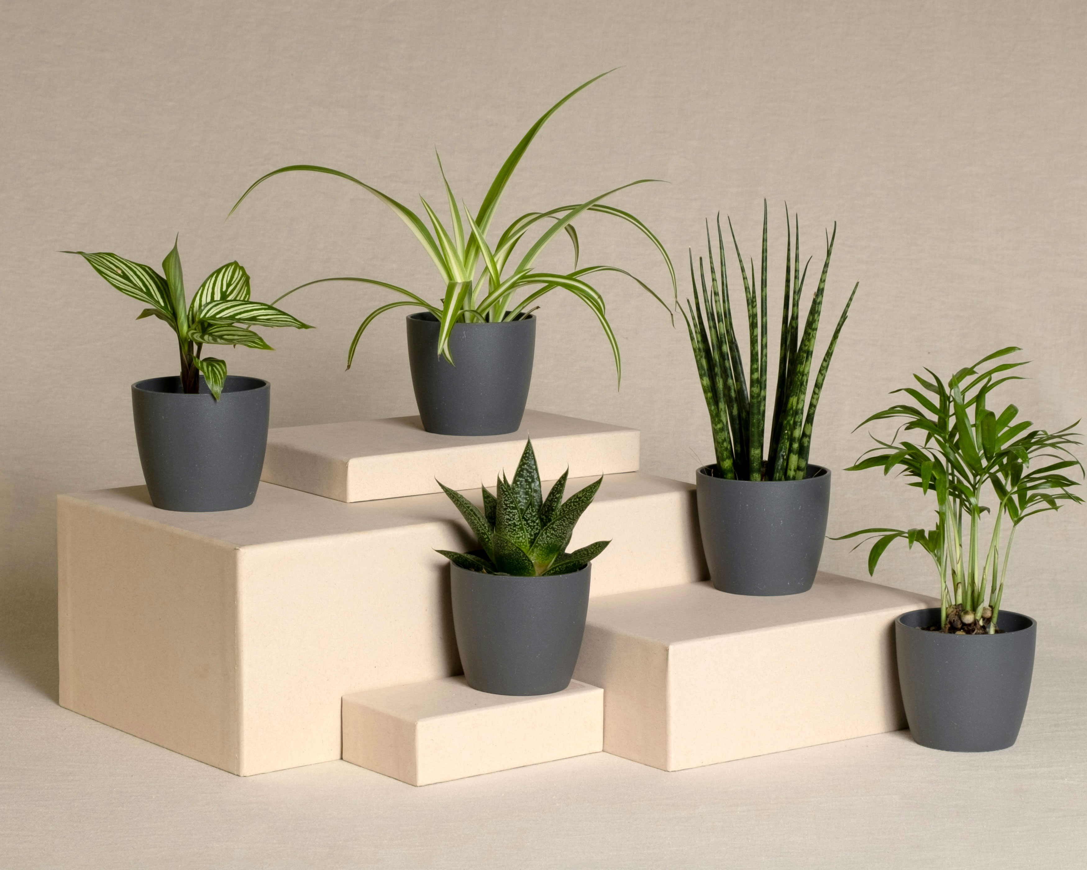 Many plants on different height platforms