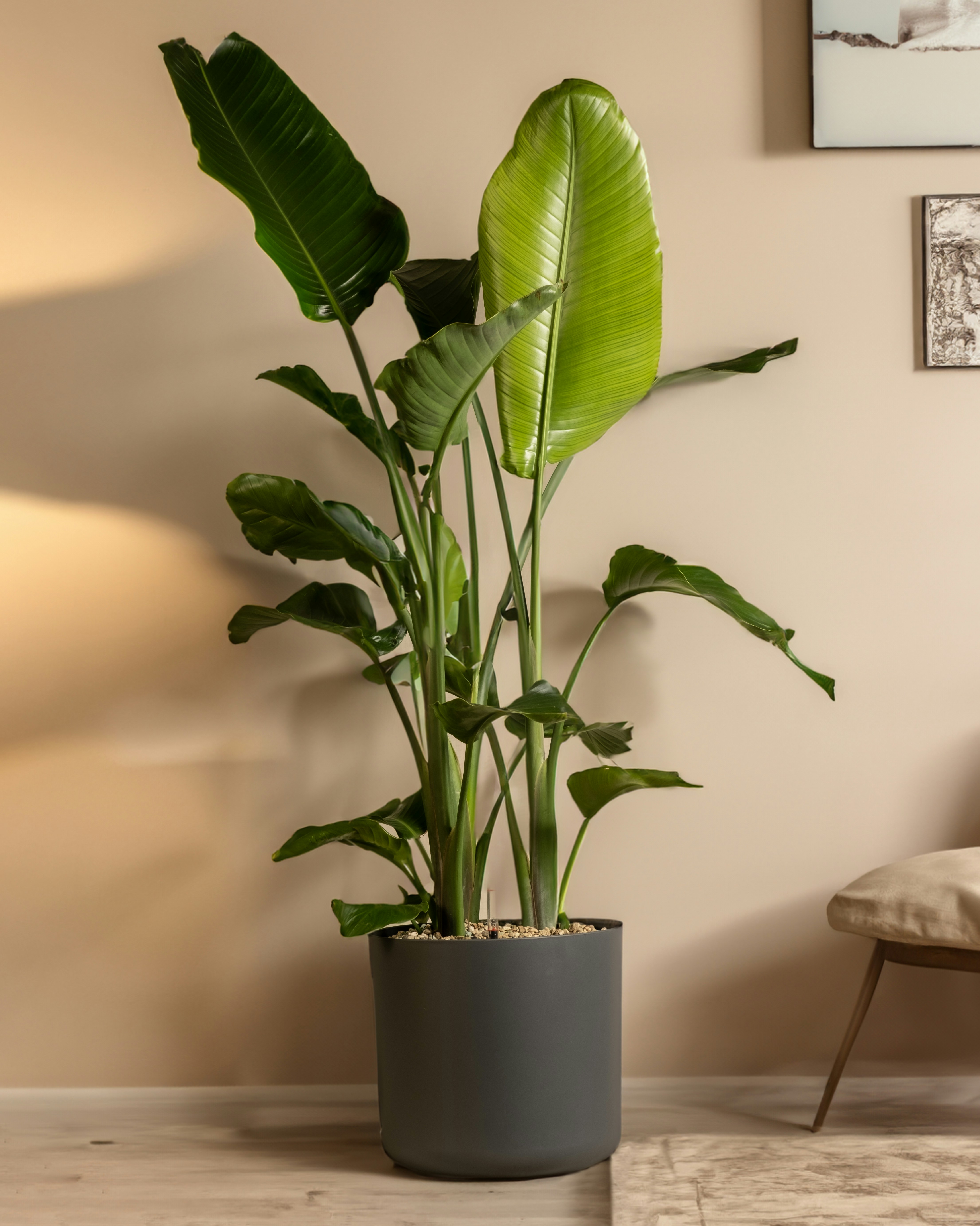 Birds of paradise against a wall